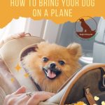 Can My Dog Travel With Me on a Plane