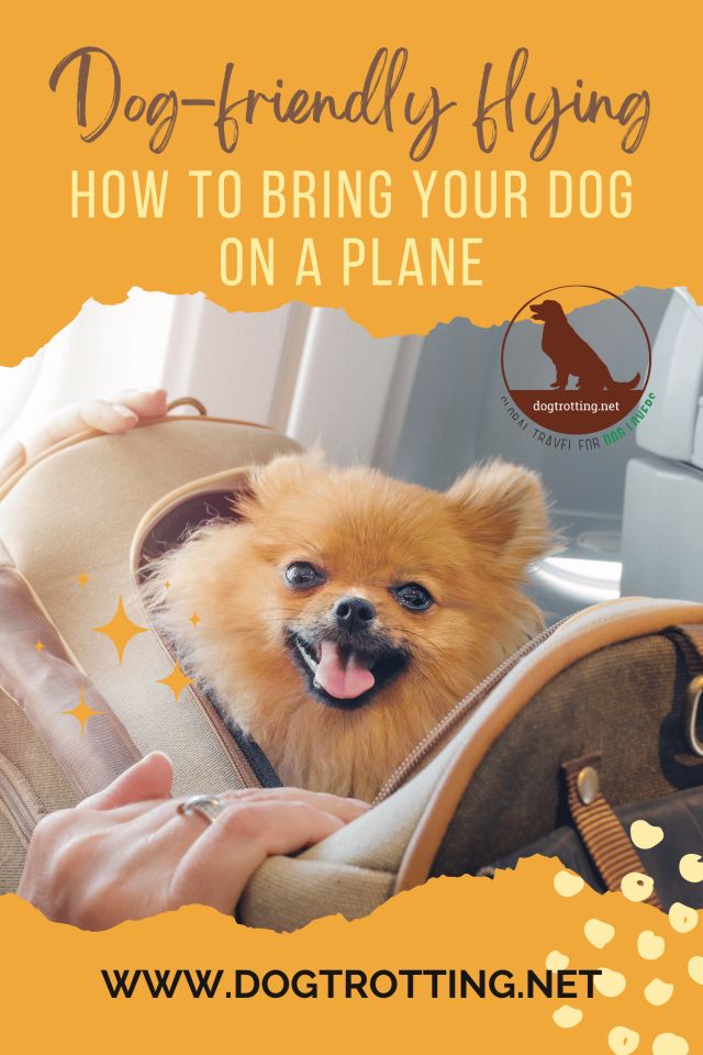 Can My Dog Travel With Me on a Plane