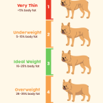Can O Give My Large Breed Puppy Adult Dog Food