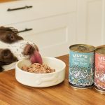 Can Puppies Eat Adult Dog Food at 8 Months