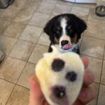 Can You Give a 6Month Dog Adult Food