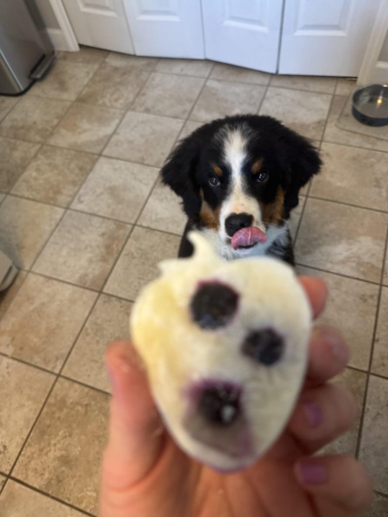 Can You Give a 6Month Dog Adult Food