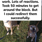 Can You Train a Dog to Like Other Dogs