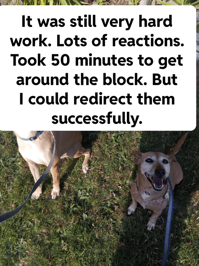 Can You Train a Dog to Like Other Dogs