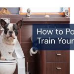 Can You Train a Dog to Use a Toilet