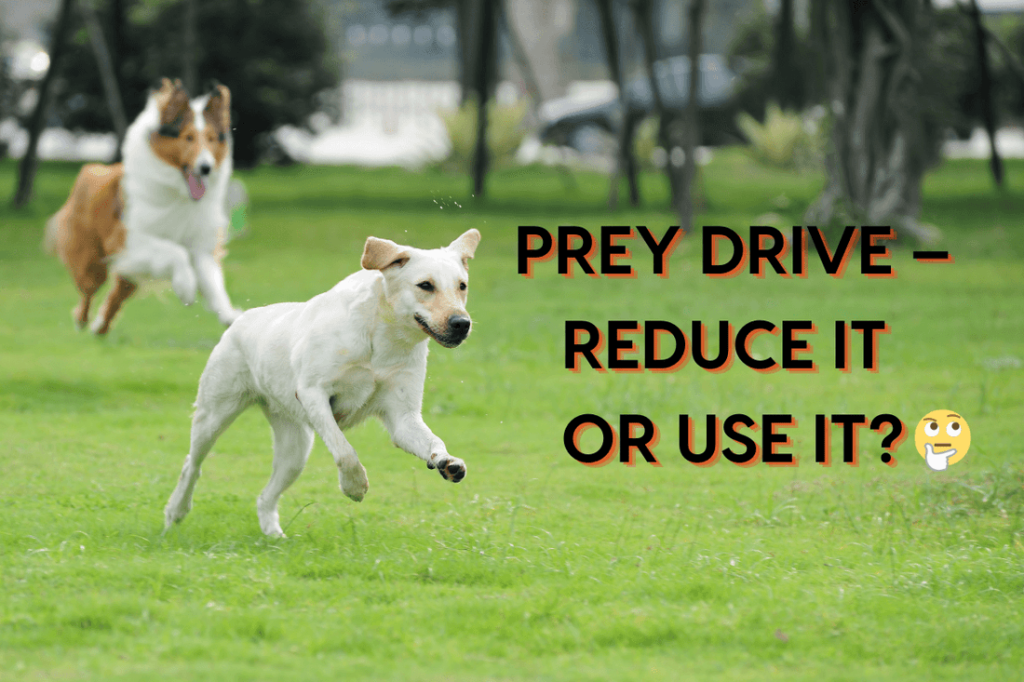 Can You Train Prey Drive Out of a Dog