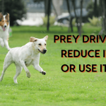 Can You Train Prey Drive Out of a Dog