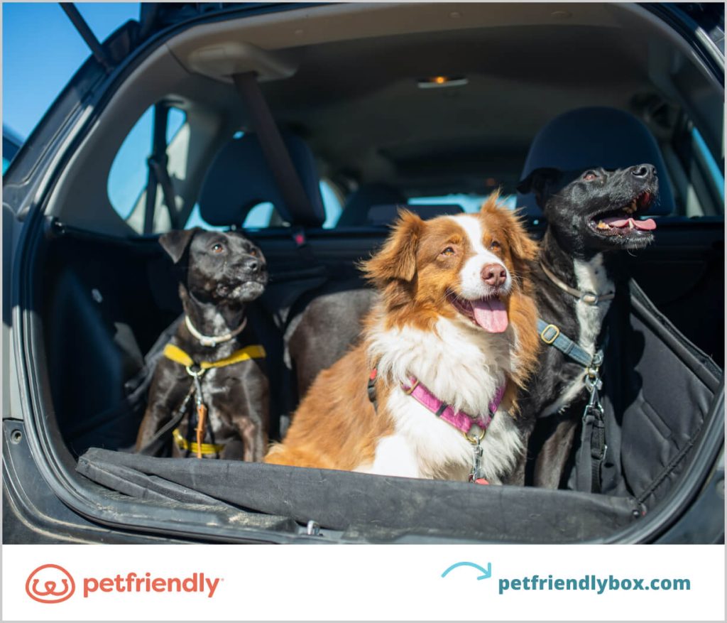 Car Travel With Dogs