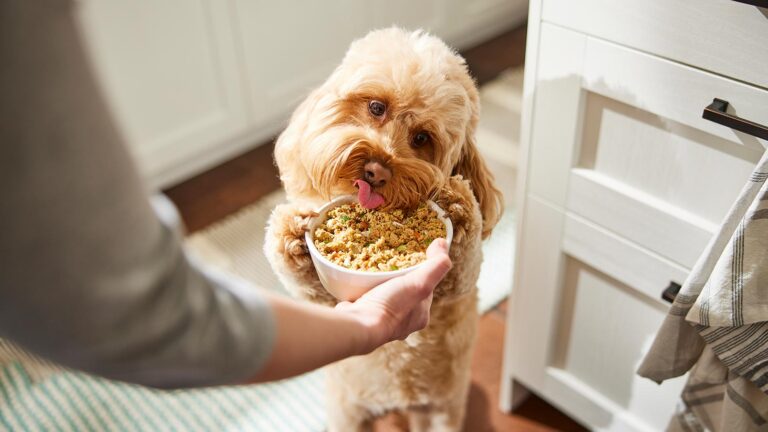 Do You Seperate Your Puppy'S Food from the Adult Dogs