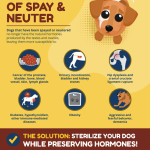 Dog Behavior After Neutering