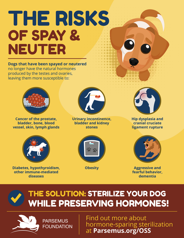 Dog Behavior After Neutering