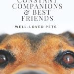 Dog'S Best Friend Alexandria