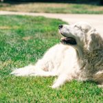 Happy Dog Behavior