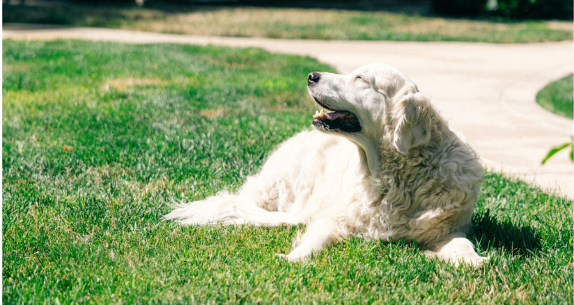 Happy Dog Behavior