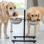 How Bad is Puppy Food for Adult Dogs