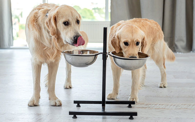 How Bad is Puppy Food for Adult Dogs