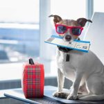 How Can I Travel With My Dog on a Plane
