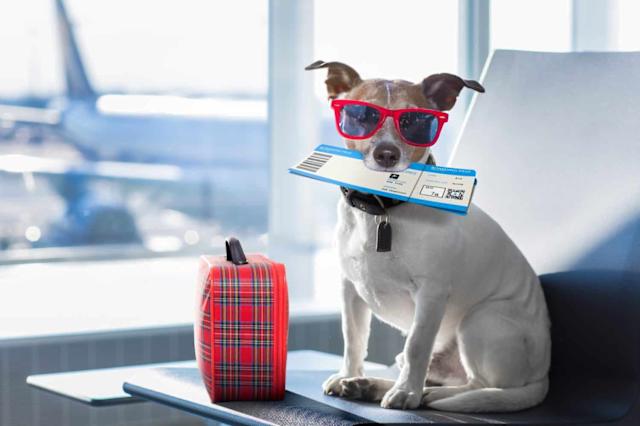 How Can I Travel With My Dog on a Plane