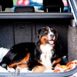 How Do You Travel With a Dog