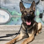 How Much Does a Trained Dog Cost