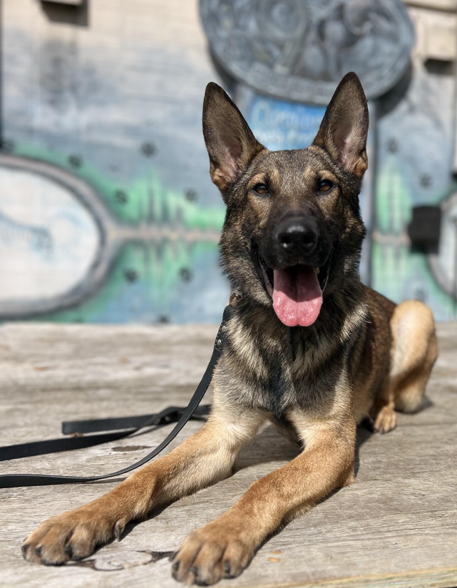 How Much Does a Trained Dog Cost