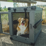 How Much Does It Cost to Travel With a Dog