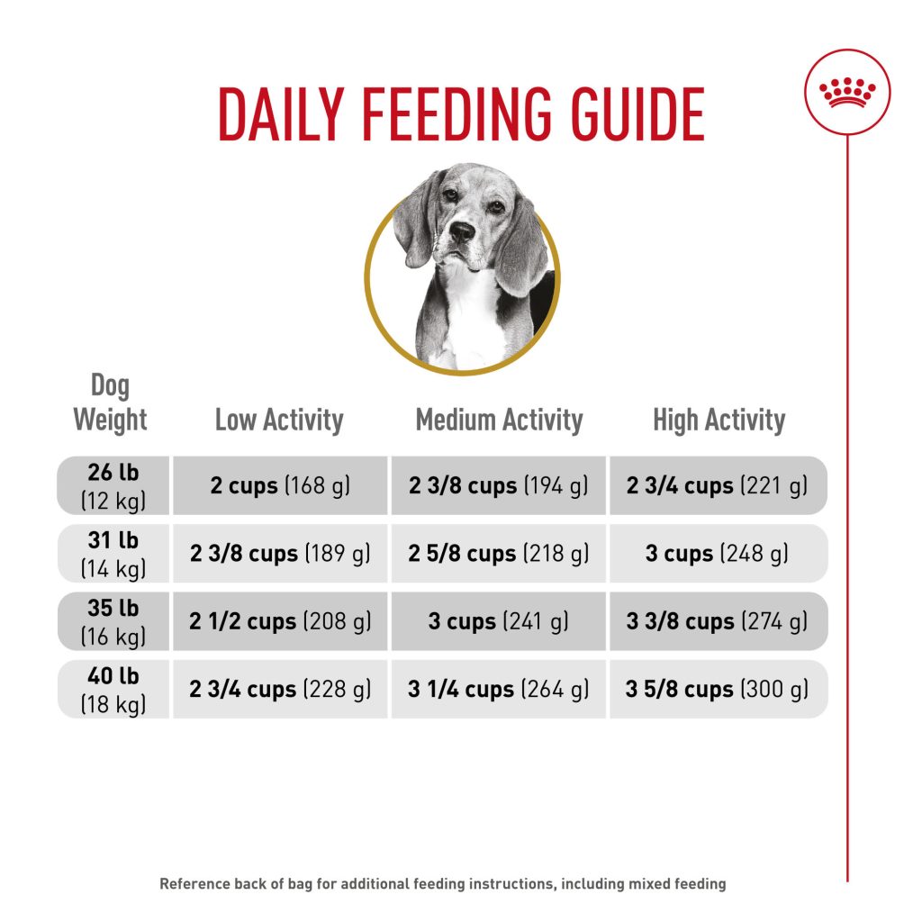 How Much Dog Food Shou You Feed.An.Adult.Beagle