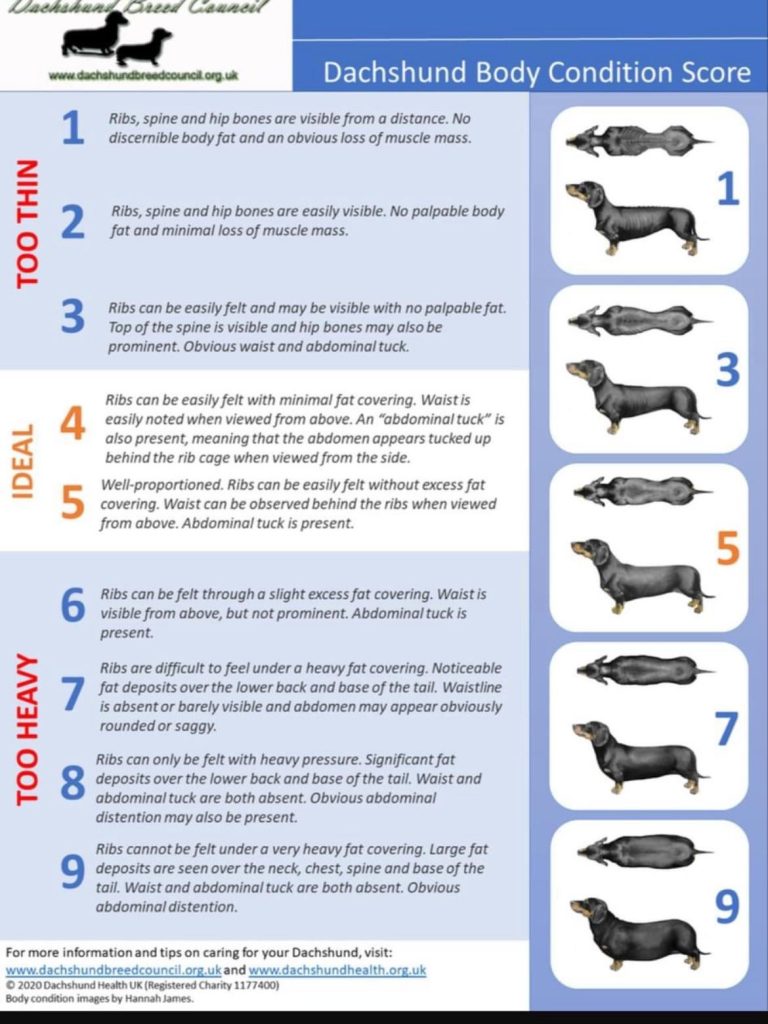 How Much Dog Food Should a Adult Dachshunds Eat