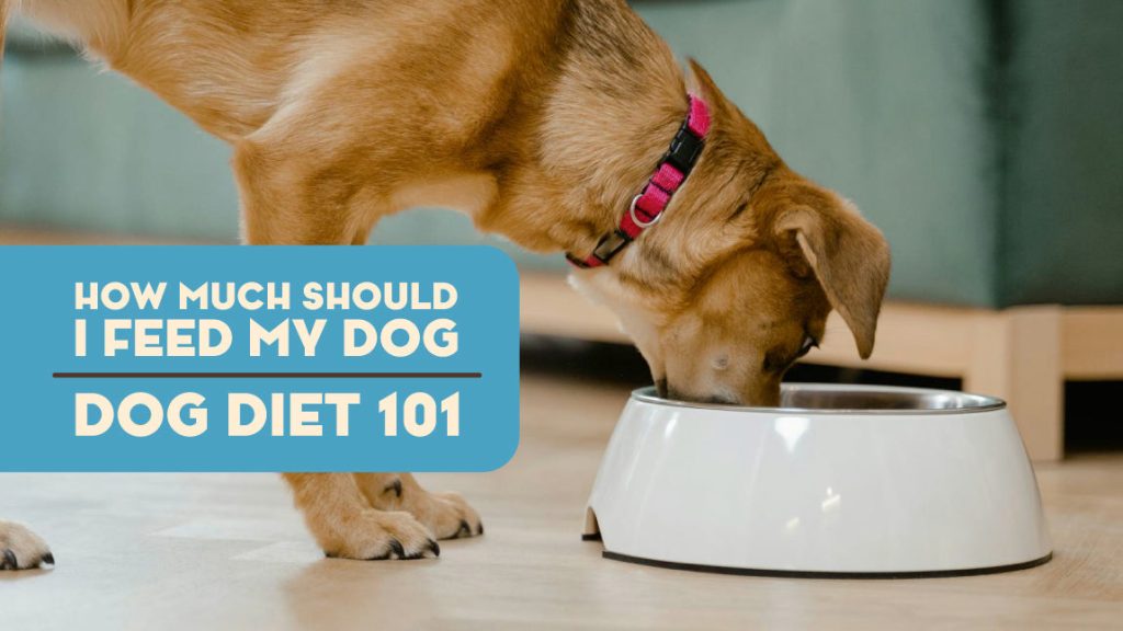 How Much Food Should Adult Dogs Eat