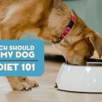 How Much Food Should Adult Dogs Eat