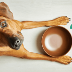 How Much Max Adult Dog Food.Should Puppy Eat a Day