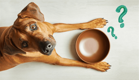 How Much Max Adult Dog Food.Should Puppy Eat a Day