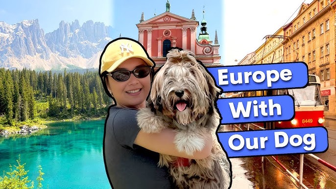 How Much to Travel With a Dog
