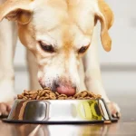 How Muchg Food Should an Adult Dog Be Eating