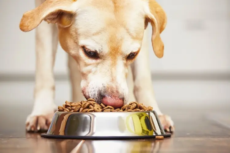 How Muchg Food Should an Adult Dog Be Eating