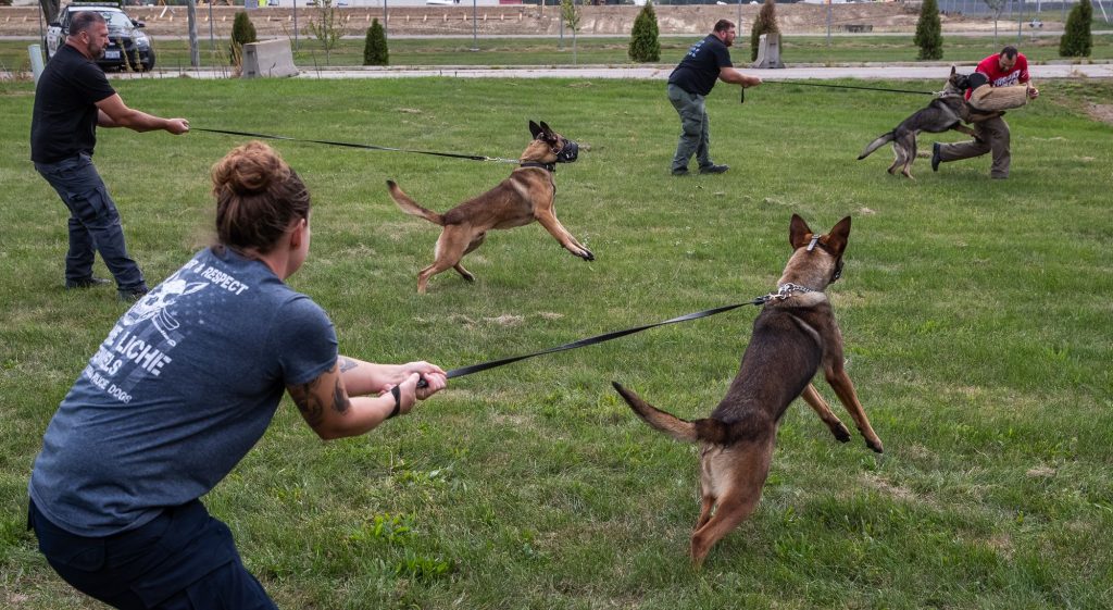 How Police Dogs are Trained
