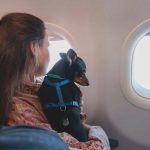 How to Air Travel With a Dog