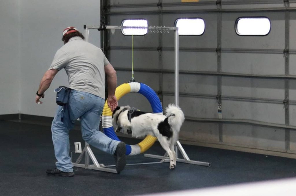 How to Become an Agility Dog Trainer