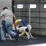 How to Become an Agility Dog Trainer