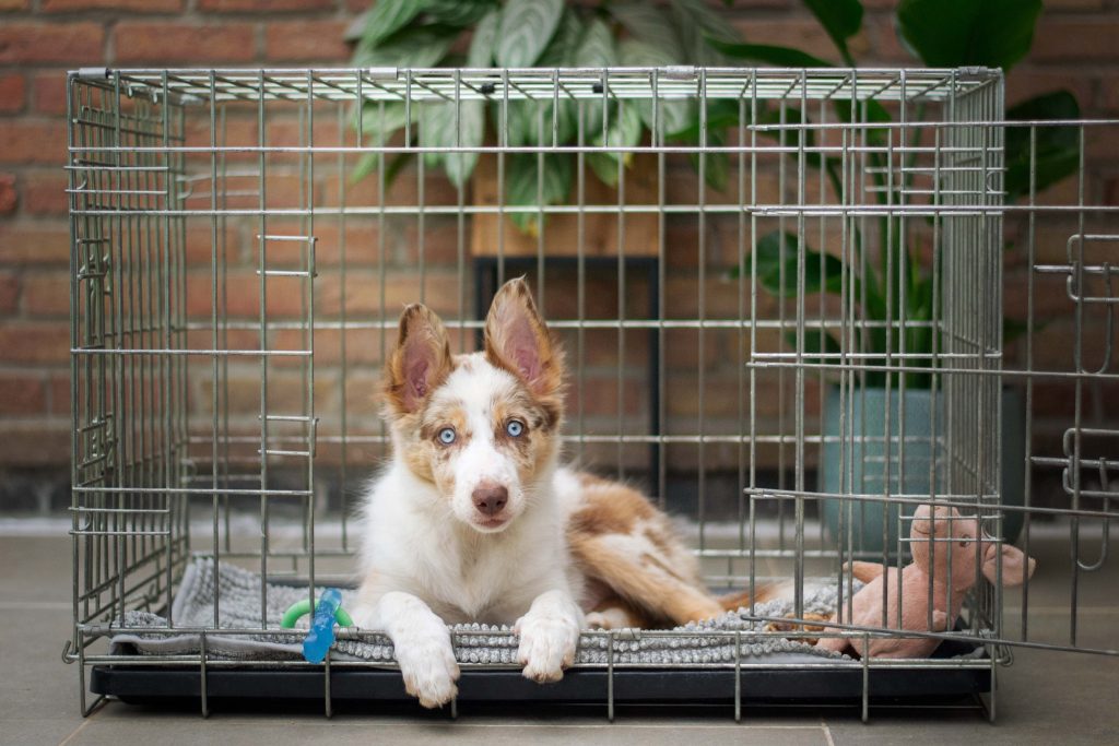 How to Crate Train Dog at Night