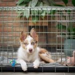 How to Crate Train Dog at Night