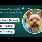 How to House Train a Yorkie Dog