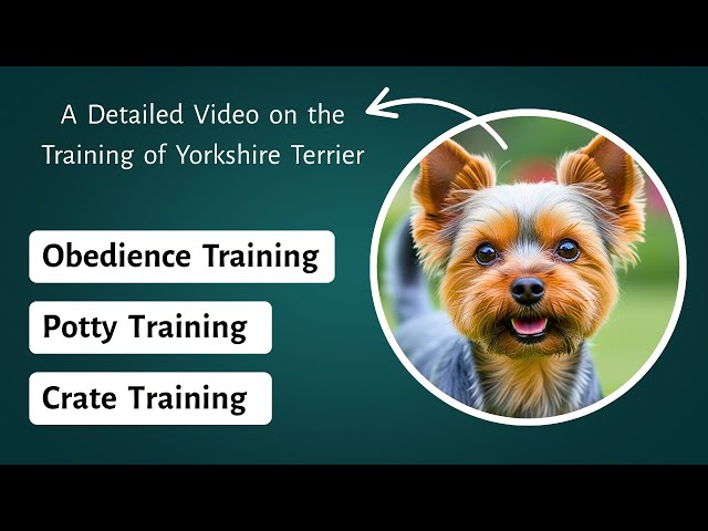 How to House Train a Yorkie Dog