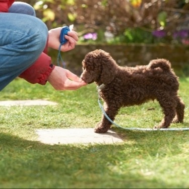 How to Pad Train an Older Dog