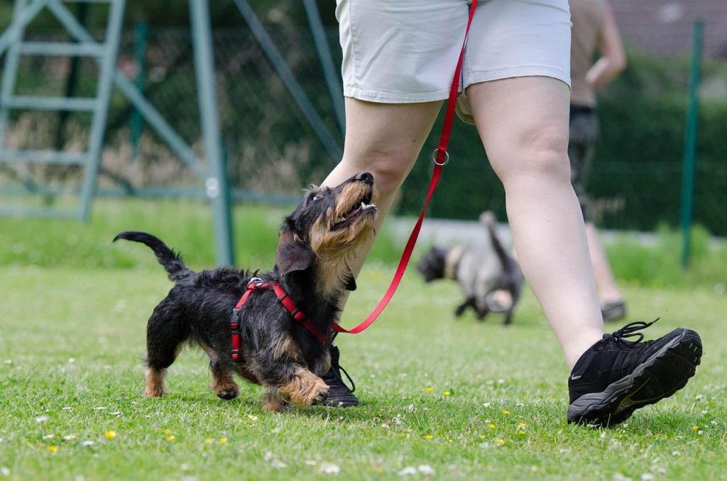 How to Potty Train an Older Dog in an Apartment