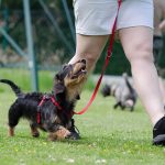 How to Potty Train an Older Dog in an Apartment