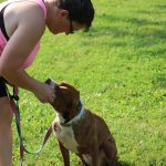 How to Potty Train an Untrainable Dog