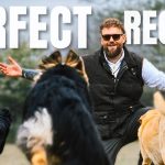 How to Recall Train Your Dog