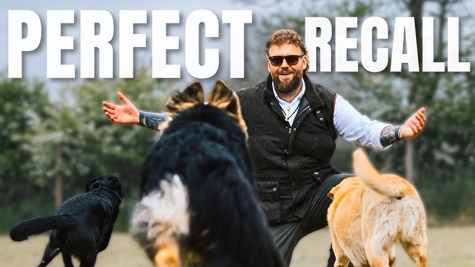 How to Recall Train Your Dog