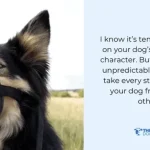 How to Train a Aggressive Dog